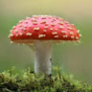 Meet your Posher, Gary